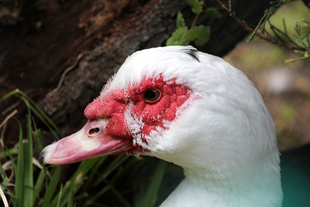 式不仅强化 式不仅强化