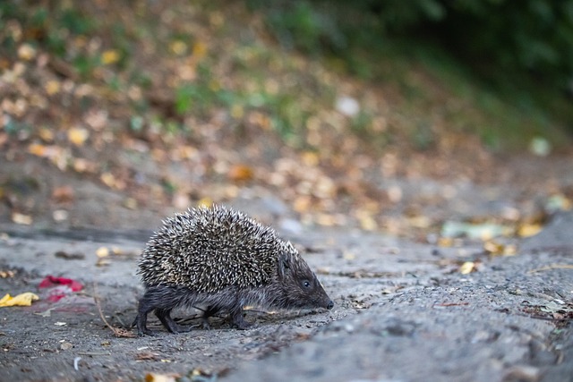 无疑是他选 无疑是他选